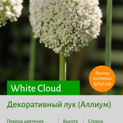  Аллиум (Allium) White Cloud